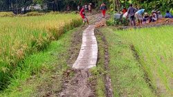 Akibat Jalan Menuju Makam Tak Kunjung Diperbaiki Warga Gamongan Swadaya Bangun Jalan Arah Makam 3