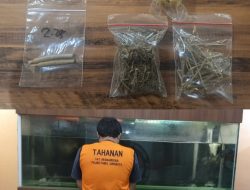 Pengedar Ganja Surabaya Diamankan, Satresnarkoba Polrestabes Surabaya Temukan Paket Siap Edar di Dua Lokasi