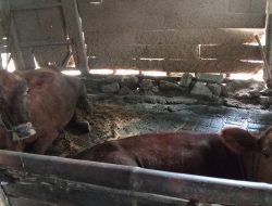 Warga Kecamatan Malo Resah, PMK Sebabkan Kematian Sapi, Penanganan Dinilai Lamban