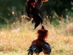 Diduga Kuat Dikendalikan Oknum TNI AL Berinisial AG dan GG, Sarang Judi Pepe Kwangsan Kebal Hukum