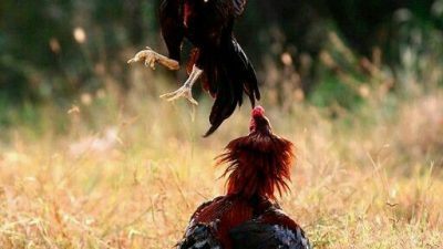 Diduga Kuat Dikendalikan Oknum TNI AL Berinisial AG dan GG, Sarang Judi Pepe Kwangsan Kebal Hukum 8