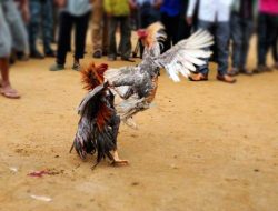 Pasca Lebaran, Aktivitas Judi di Pepe Kwangsan Kembali Berpesta di Depan Mata Aparat Penegak Hukum