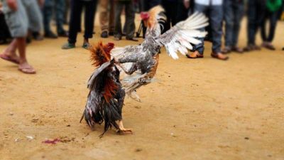 Pasca Lebaran, Aktivitas Judi di Pepe Kwangsan Kembali Berpesta di Depan Mata Aparat Penegak Hukum 6