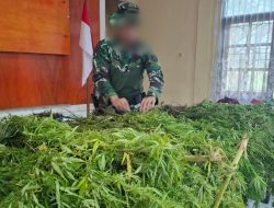 Satgas Swasembada Berhasil Ungkap Ladang Ganja di Pegunungan Bintang, Puluhan Tanaman Siap Panen Diamankan