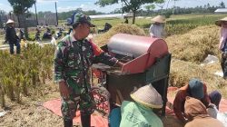 Wujudkan Ketahanan Pangan Nasional, Babinsa Ngadirenggo Dampingi Petani Panen Padi