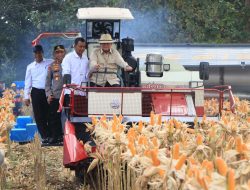 Presiden Prabowo Panen Raya Jagung di Tuban, Wujudkan Ketahanan Pangan
