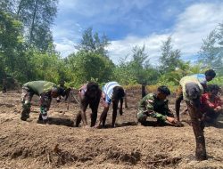 Bedengan Rampung, Lahan Program TMMD di Kampung Keakwa Siap Ditanami