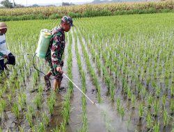 Babinsa Satrean Dampingi Perawatan Tanaman Padi, Wujudkan Ketahanan Pangan Masyarakat