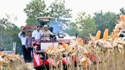 Perkuat Ketahanan Pangan Nasional, Presiden Prabowo Turun Langsung Panen Jagung di Tuban 2