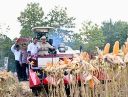 Perkuat Ketahanan Pangan Nasional, Presiden Prabowo Turun Langsung Panen Jagung di Tuban