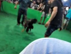 ‎Polres Kediri Diduga Tutup Mata, Praktik Judi Sabung Ayam di Desa Mangunrejo Menjamur   ‎