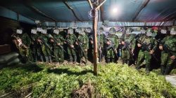 Langkah Tegas Demi Masa Depan Papua: 5.000 Batang Ganja Berhasil Diungkap Koops TNI Habema