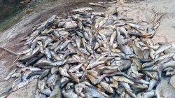 Ribuan Ikan Mati, Di Aliran Sungai Gandong Sekitar Sugihrejo Kedung Gonggang 2