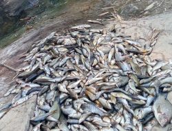 Ribuan Ikan Mati, Di Aliran Sungai Gandong Sekitar Sugihrejo Kedung Gonggang