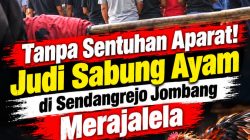 ‎Tanpa Sentuhan Aparat! Judi Sabung Ayam di Sendangrejo Jombang Merajalela