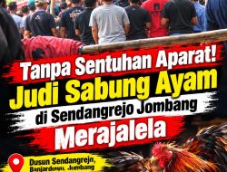 ‎Tanpa Sentuhan Aparat! Judi Sabung Ayam di Sendangrejo Jombang Merajalela