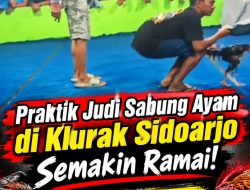 Praktik Judi Sabung Ayam di Klurak Sidoarjo Semakin Ramai! Polda Jatim Harus Turun!