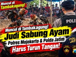 Muncul di Tambakagung! Judi Sabung Ayam — Polres Mojokerto & Polda Jatim Harus Turun Tangan!