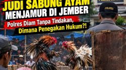 ‎8 Lokasi Judi Sabung Ayam Menjamur di Jember – Polres Diam Tanpa Tindakan, Dimana Penegakan Hukum?!