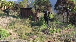 TNI Bersihkan Ladang Ganja di Yahukimo, 21.400 Batang Diamankan 2