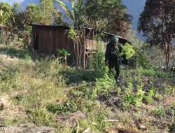 TNI Bersihkan Ladang Ganja di Yahukimo, 21.400 Batang Diamankan