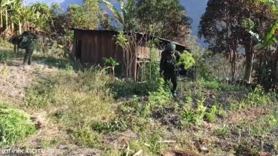 TNI Bersihkan Ladang Ganja di Yahukimo, 21.400 Batang Diamankan 6