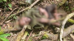 Senjata Api dan Munisi Diamankan dari Kelompok OPM Kodap Sorong Raya dalam Patroli Keamanan Koops TNI Habema di Maybrat